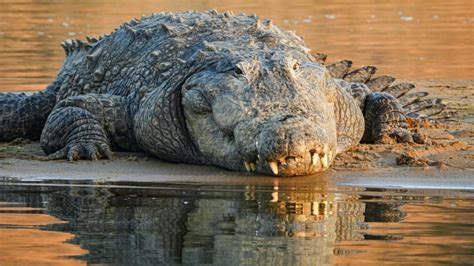 Marsh crocodiles are stealthy creatures and apex predators of their environment, that can elicit ...