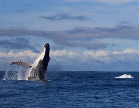 Whale Watching in the Pacific Coast - Gran Colombia Tours