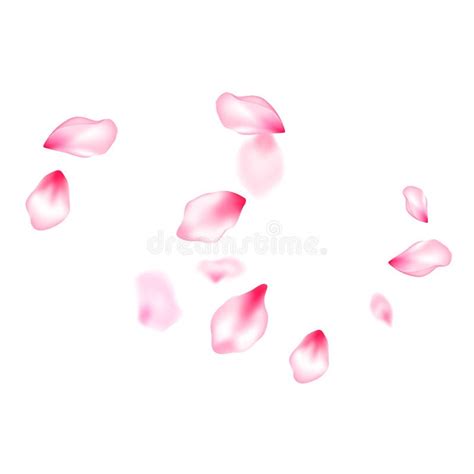 Pink Cherry Blossom Petals Isolated Stock Vector - Illustration of ...