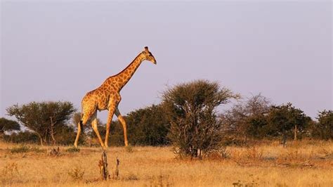 What Is the Veld of South Africa? | Giraffe, Animals, Save wildlife