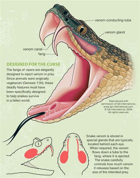 Short Answer Type Of Snake Anatomy