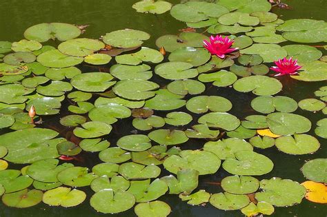 Water Lily Pond Aquatic Plant - Free photo on Pixabay - Pixabay