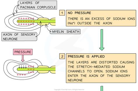 Generator Potential | AQA A Level Biology Revision Notes 2017