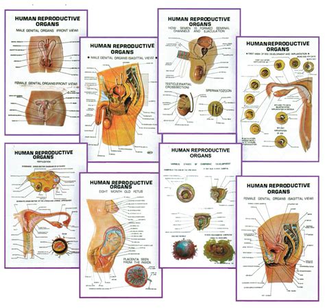 Chart 3-D, Human Reproductive Organs, Size 25x35cm — Eisco Labs