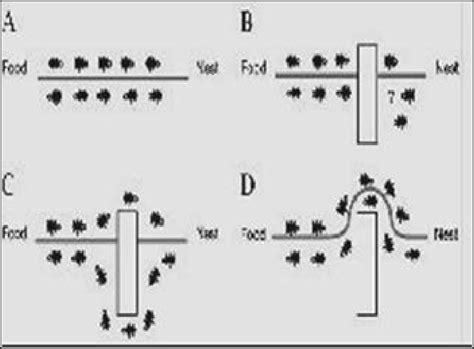 Ant Behavior A. Ants in a pheromone trail between nest and food; B. An... | Download Scientific ...