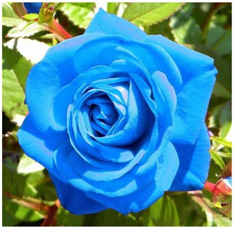 Buy Futaba Blue Rose Seeds - 100 pcs Online at Low Prices in India ...