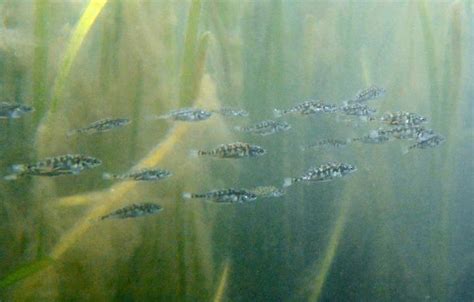 Fish in California estuaries are evolving as climate change alters ...