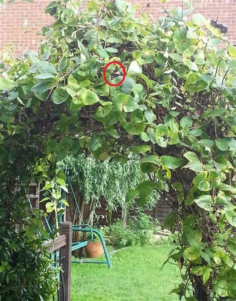 Advice on Pigeon nesting in my garden plz.. | Pigeon-Talk