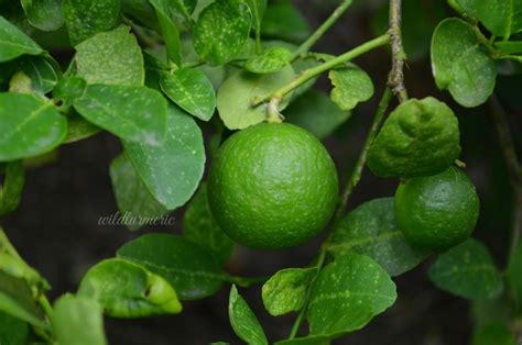 Ice Cubes For Pimples - 10 Best Ice Treatments For Acne & Acne Scars - Wildturmeric