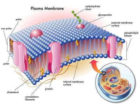 PEMT Gene Mutations: Choline & Phospholipids - Metabolic Healing