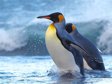 King penguins – Australian Antarctic Program