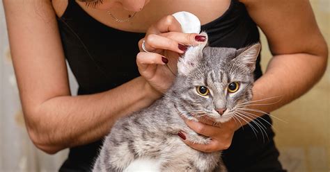 How to Clean Your Cat’s Ears | Zoetis Petcare