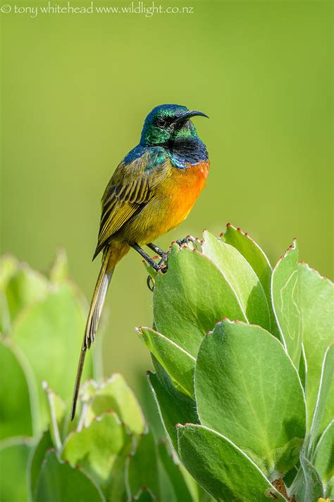 More Orange-breasted Sunbirds – why go to sunny South Africa and then hope for clouds? Hard and ...