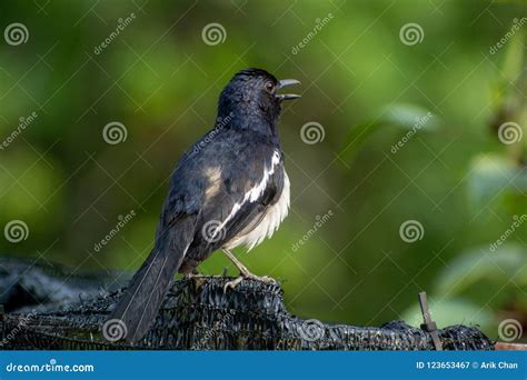 Magpie Robin Singing in a Garden in Singapore. Stock Image - Image of avian, bird: 123653467