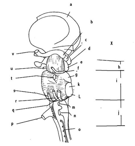 brainstem labeling w/ cranial nerves Diagram | Quizlet