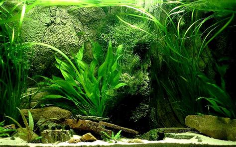 🔥 [80+] Aquarium Backgrounds Pictures | WallpaperSafari