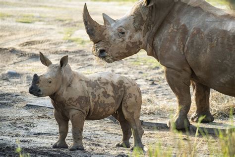 Endangered Baby Rhino Made His Public Debut At Disney’s Animal Kingdom