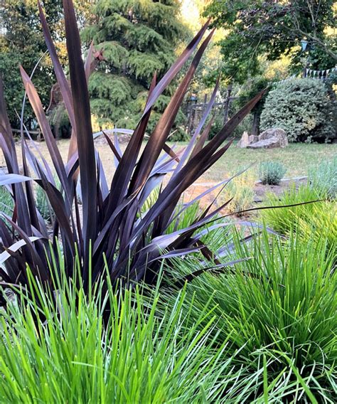 6 Great Ornamental Grasses for Northern California - Fine Gardening