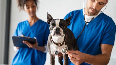 How Much Does It Cost To Become A Veterinarian - INFOLEARNERS