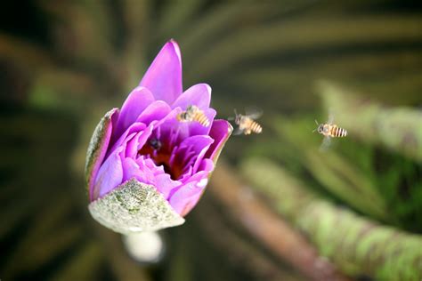 Edit free photo of Lotus bud bee inside,collecting honey,bee worker,singapore,lotus bud with bee ...