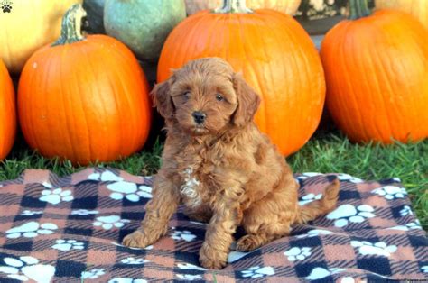 Glenda - Cavapoo Puppy For Sale in Pennsylvania