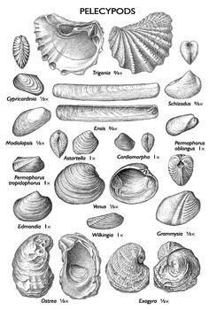 seashell fossils identification 1 – The Archaeology and Metal Detecting Magazine