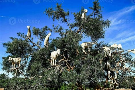 Tree climbing goats 23277213 Stock Photo at Vecteezy