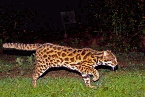 The Elusive Leopard Cats of India | Conservation India