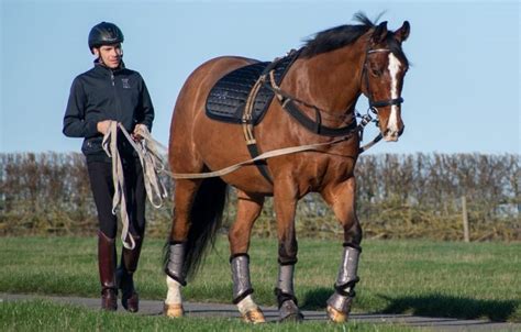 A helpful guide to lateral work suitable for all horses - Horse & Hound