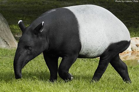 Interesting facts about tapirs | Just Fun Facts