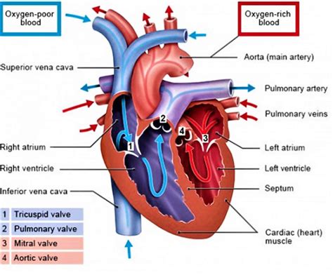 Right atrium anatomy, right atrium function & valves