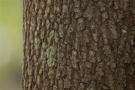 Library - Pine Tree Bark 02 - Friendly Shade