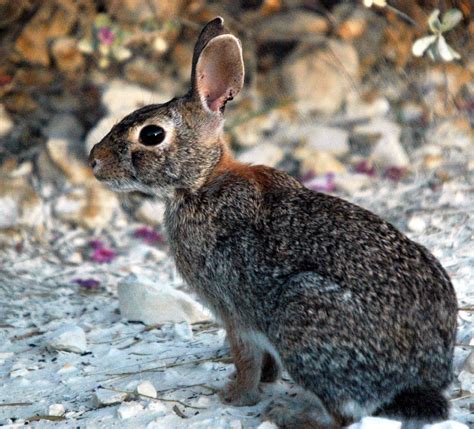 File:Cottontail Rabbit.jpg - Wikimedia Commons