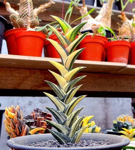 Variegated Haworthia | Variegated plants, Cacti and succulents, Planting succulents