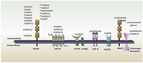 Cells | Free Full-Text | Multifunctional Role of S100 Protein Family in ...