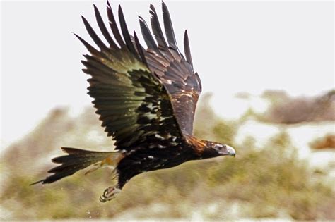 Wedge Tailed Eagle Wedge Tailed Eagle, Largest Bird Of Prey, Native ...