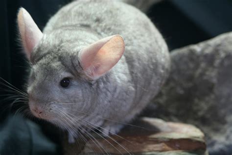 Middle Ear Infection in Chinchillas - Symptoms, Causes, Diagnosis ...