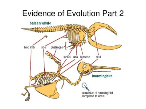 PPT - Evidence of Evolution Part 2 PowerPoint Presentation, free download - ID:783944