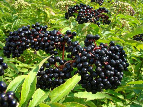 Black Elderberry "York" | native fruit trees for sale | Native Foods ...