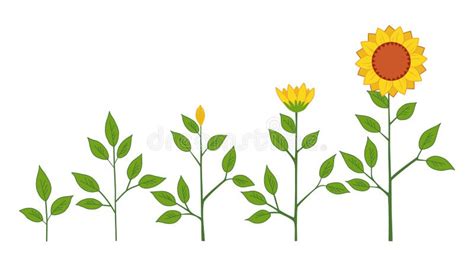 Vector Sunflower Plant Growth Stages Concept, Abstract Flower Symbols Isolated on White ...