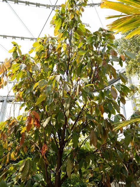 From Tree to Treat: Cacao Pods at The Leaf | Assiniboine Park Conservancy