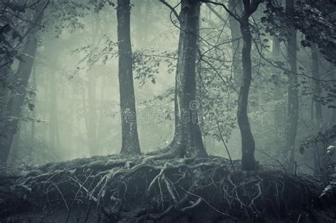 Scary Trees With Roots In A Dark Forest Stock Photo - Image of mood ...