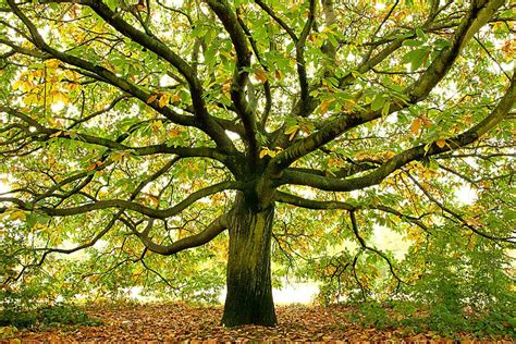 Oak Tree In Fall