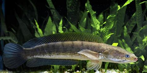 Channa striata - common snakehead, South and Southeast Asia | Ikan