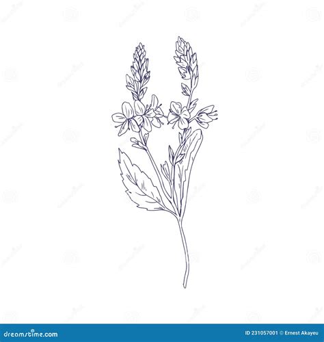 Heath Speedwell Flowers, Outlined Botanical Drawing. Branch of Veronica Officinalis. Wild Floral ...