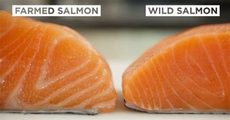 Farmed Salmon is FULL of Antibiotics and Mercury. Here's How to Tell If Your Salmon is Safe ...