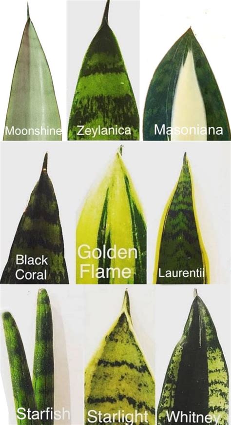 Varieties Of Sansevieria