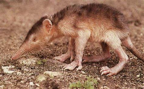 Venomous or Poisonous Mammal? The Hispaniolan Solenodon Has Venom