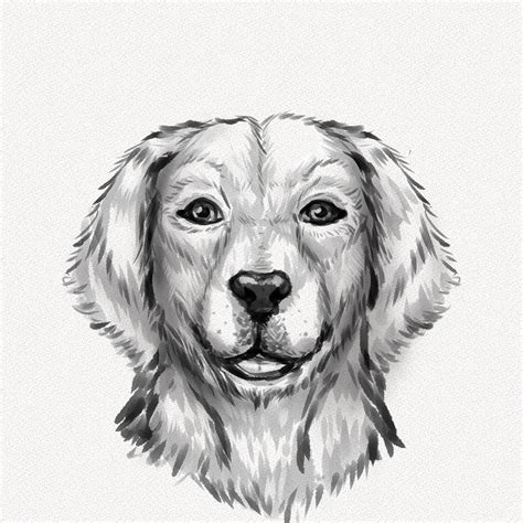 How To Draw A Dog Face Realistic