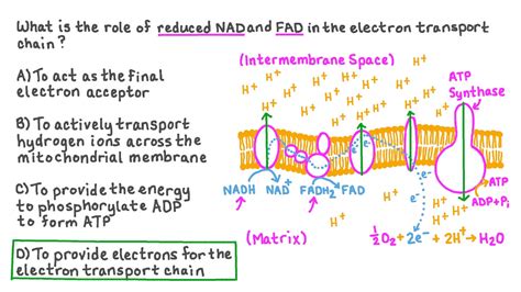 Question Video: Recalling the Role of NADH and FADH2 in the Electron Transport Chain | Nagwa